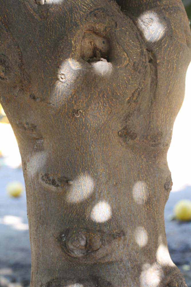              Bark (Riverside, CA)       